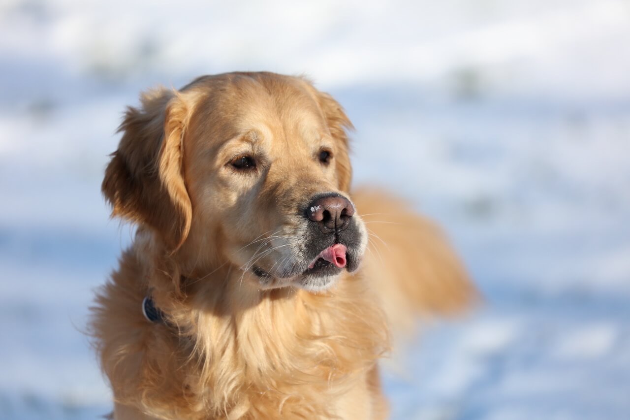 Beautiful golden retriever laying in snow on a sunny winters morning