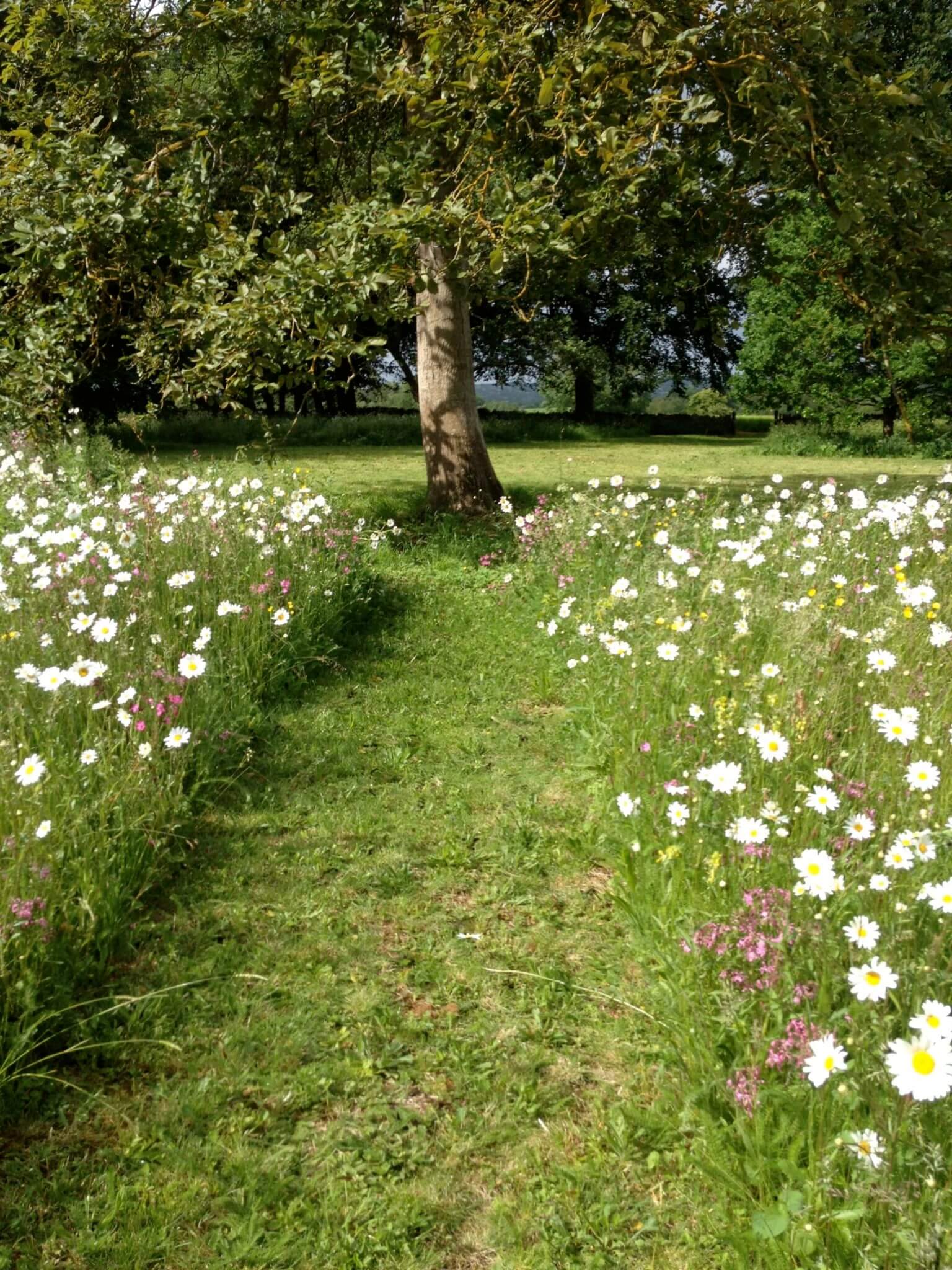 meadow and tree