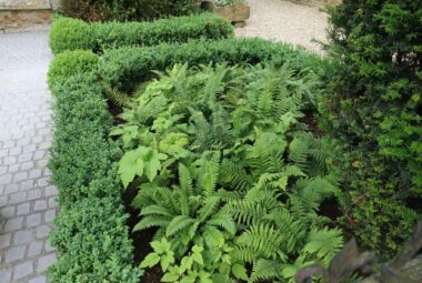 ferns and buxus garden