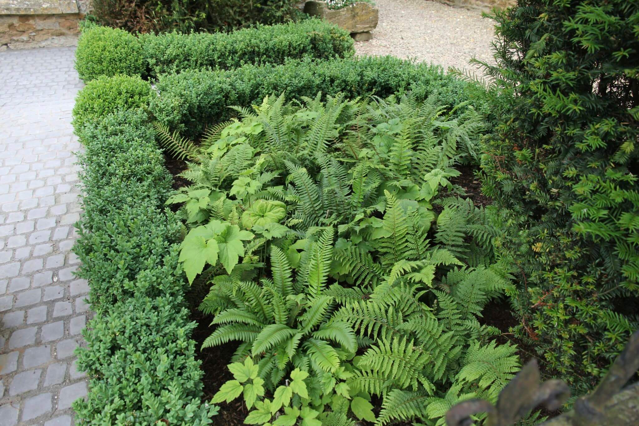 ferns and buxus garden