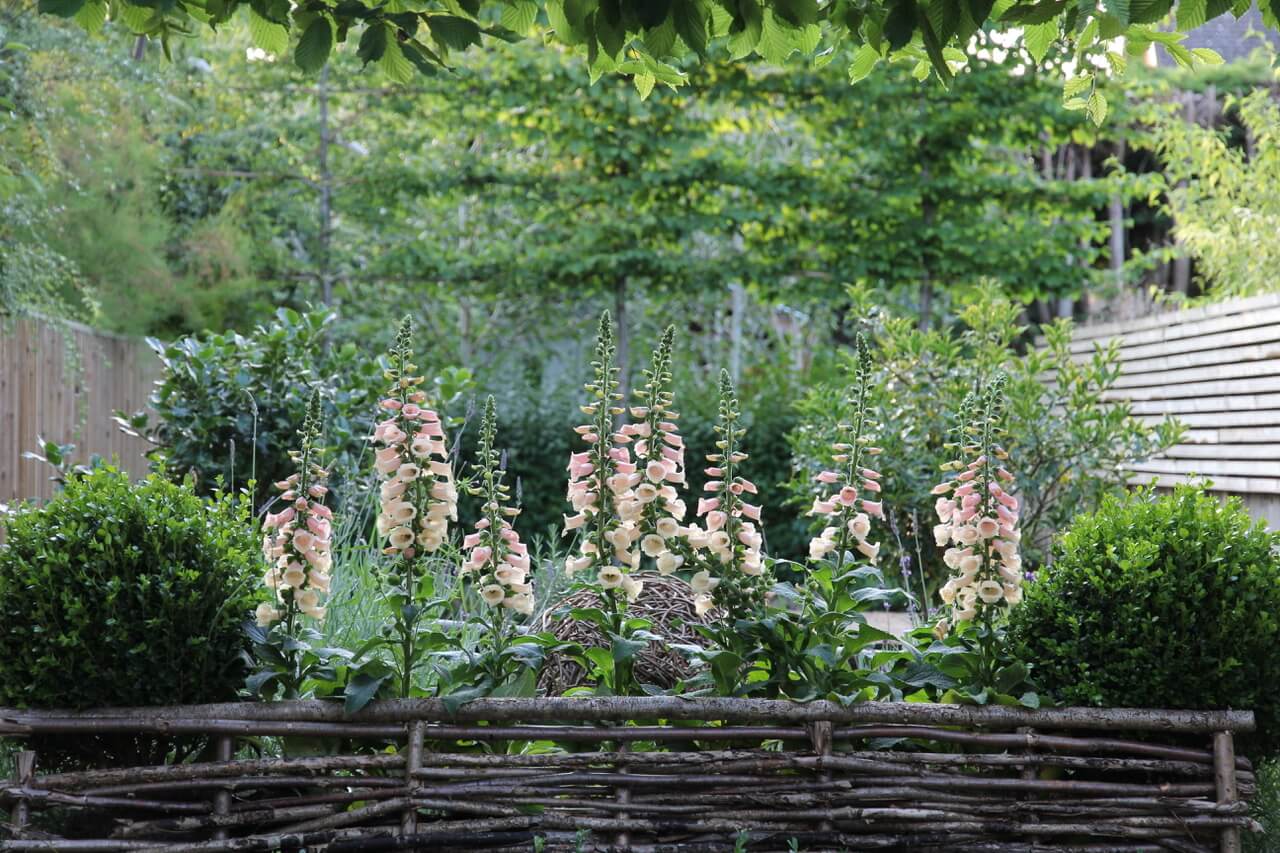 apricot wildflower foxgloves in a small garden