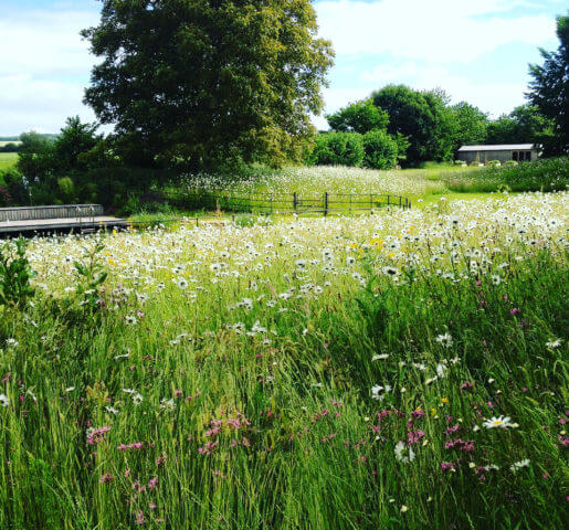 a wild flower meadow farm