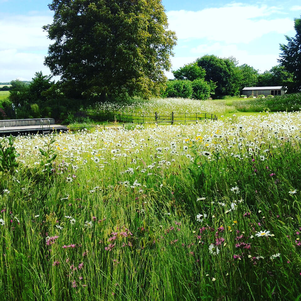 a wild flower meadow farm