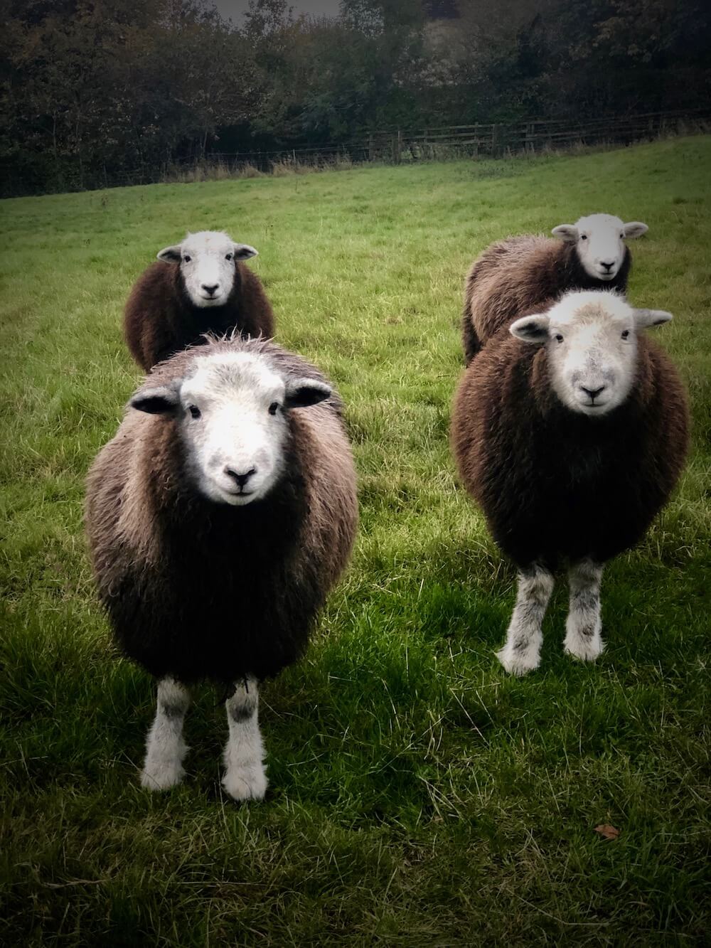 rare cumbrian cute sheep