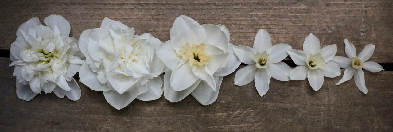 a row of white daffodils on a wooden table
