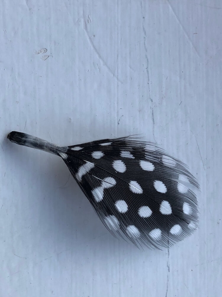 black and white feather