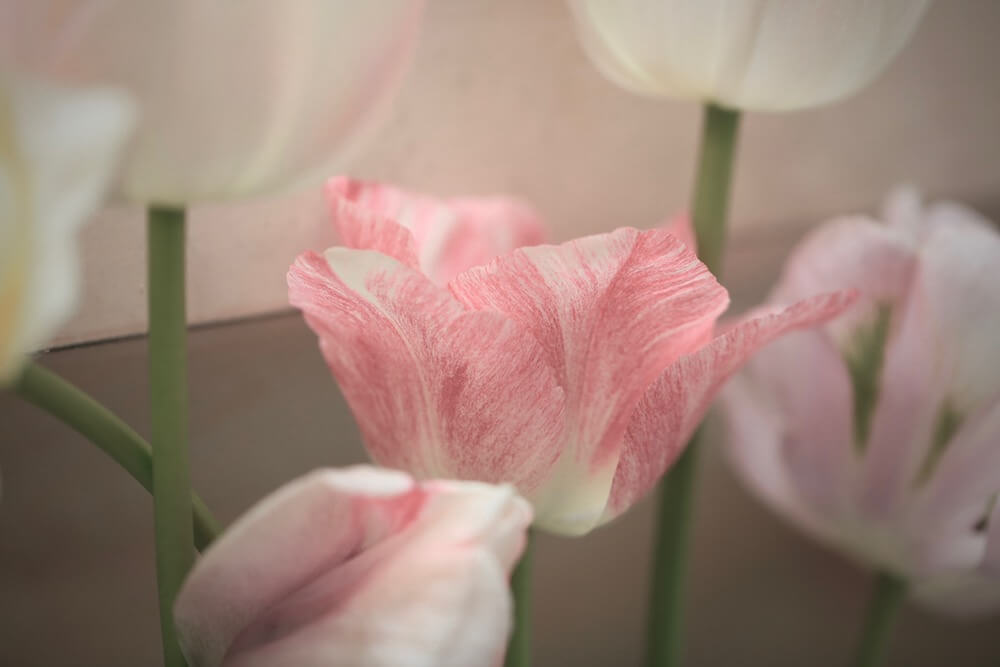 pastel coloured Tulips against plaster
