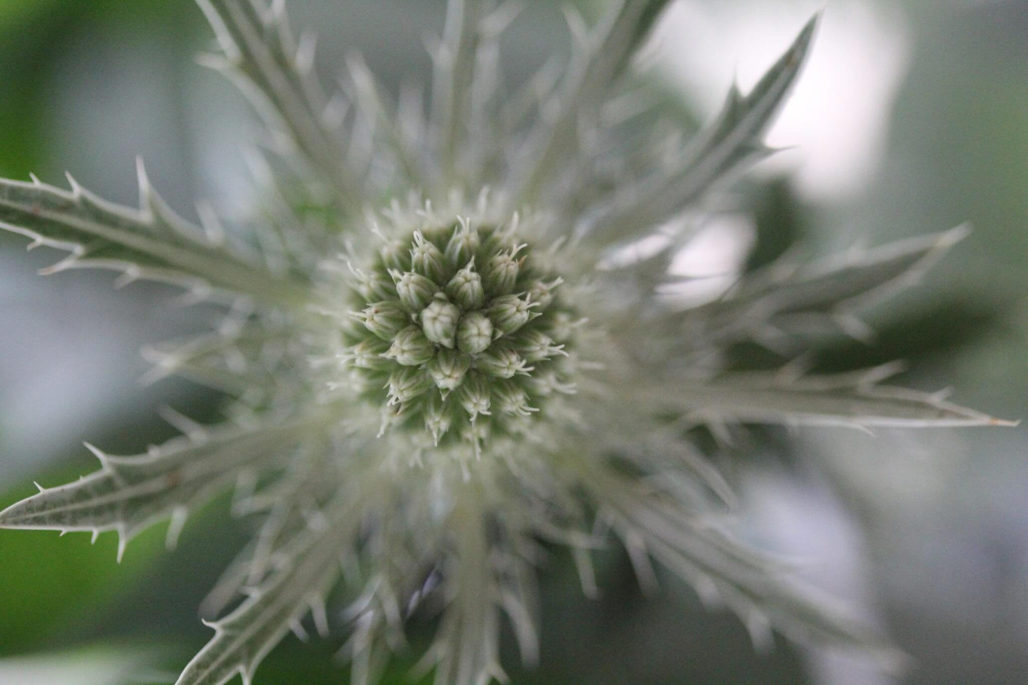 grey seaholly