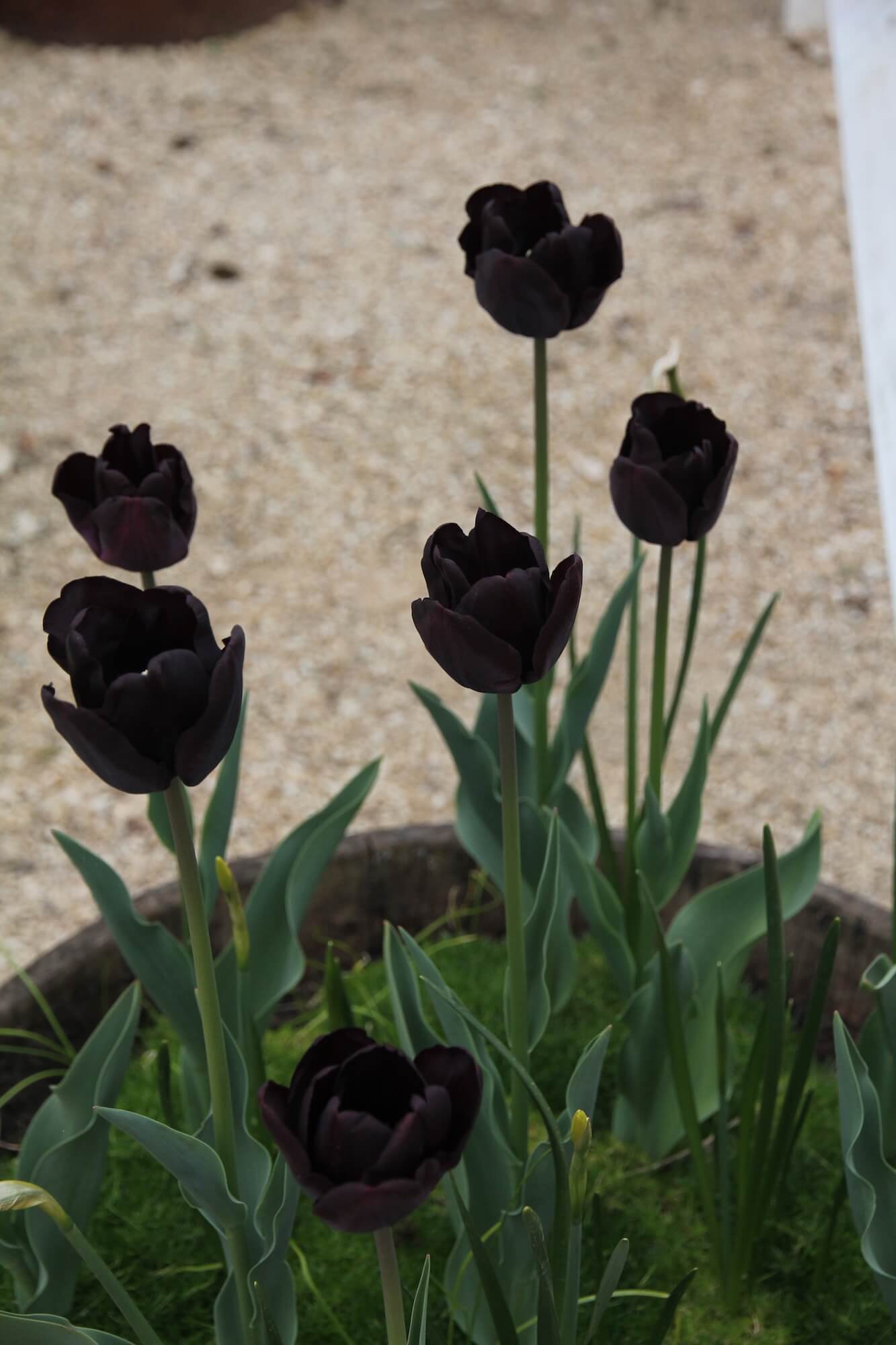 black Tulips growing in a oak barrel