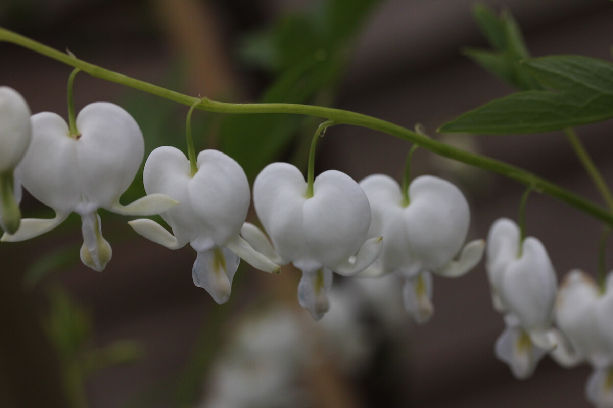 white dicentra