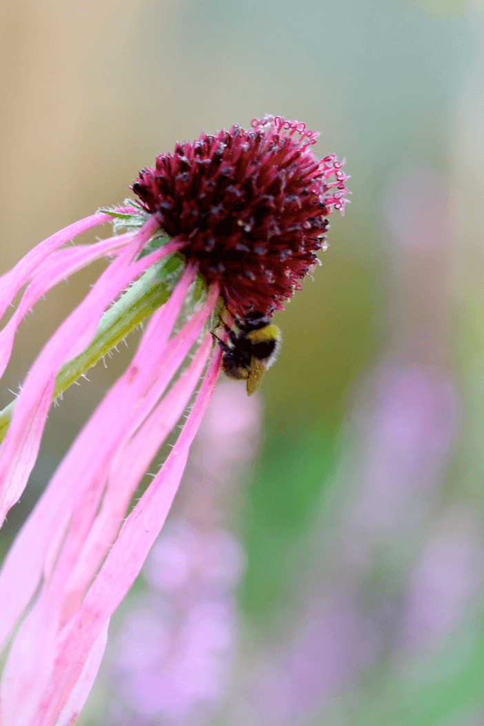 pink echinacea flower and bumble bee