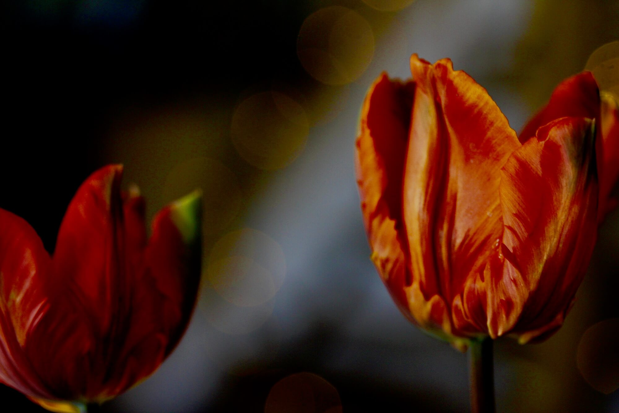 orange Tulips