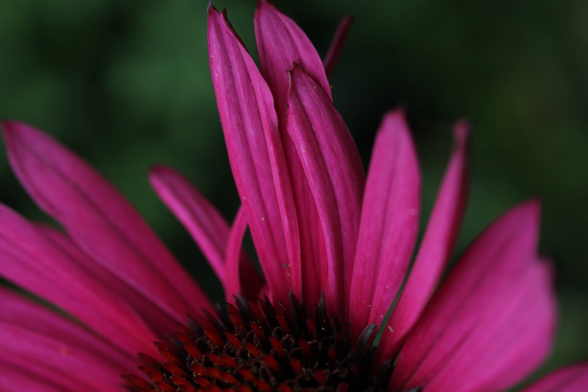 pink echinacea flower