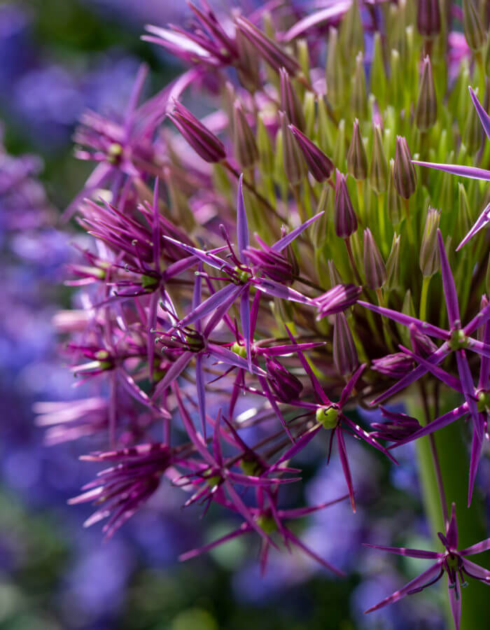 Cornwall garden Allium in purple