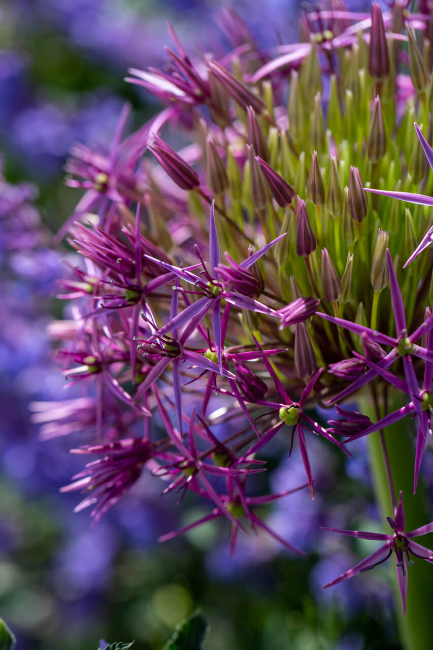 Cornwall garden Allium in purple