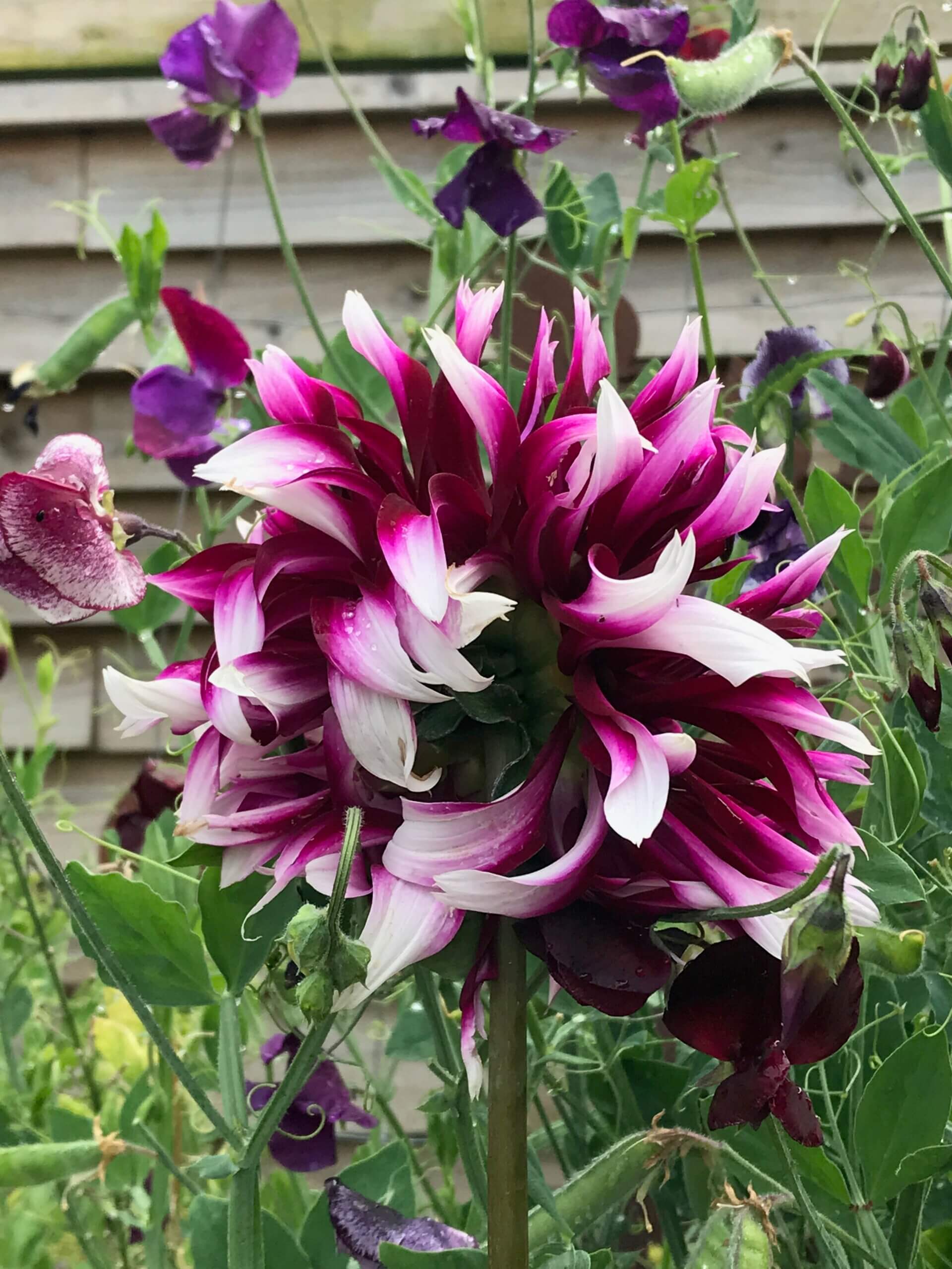 dahlia Tartan and sweet peas