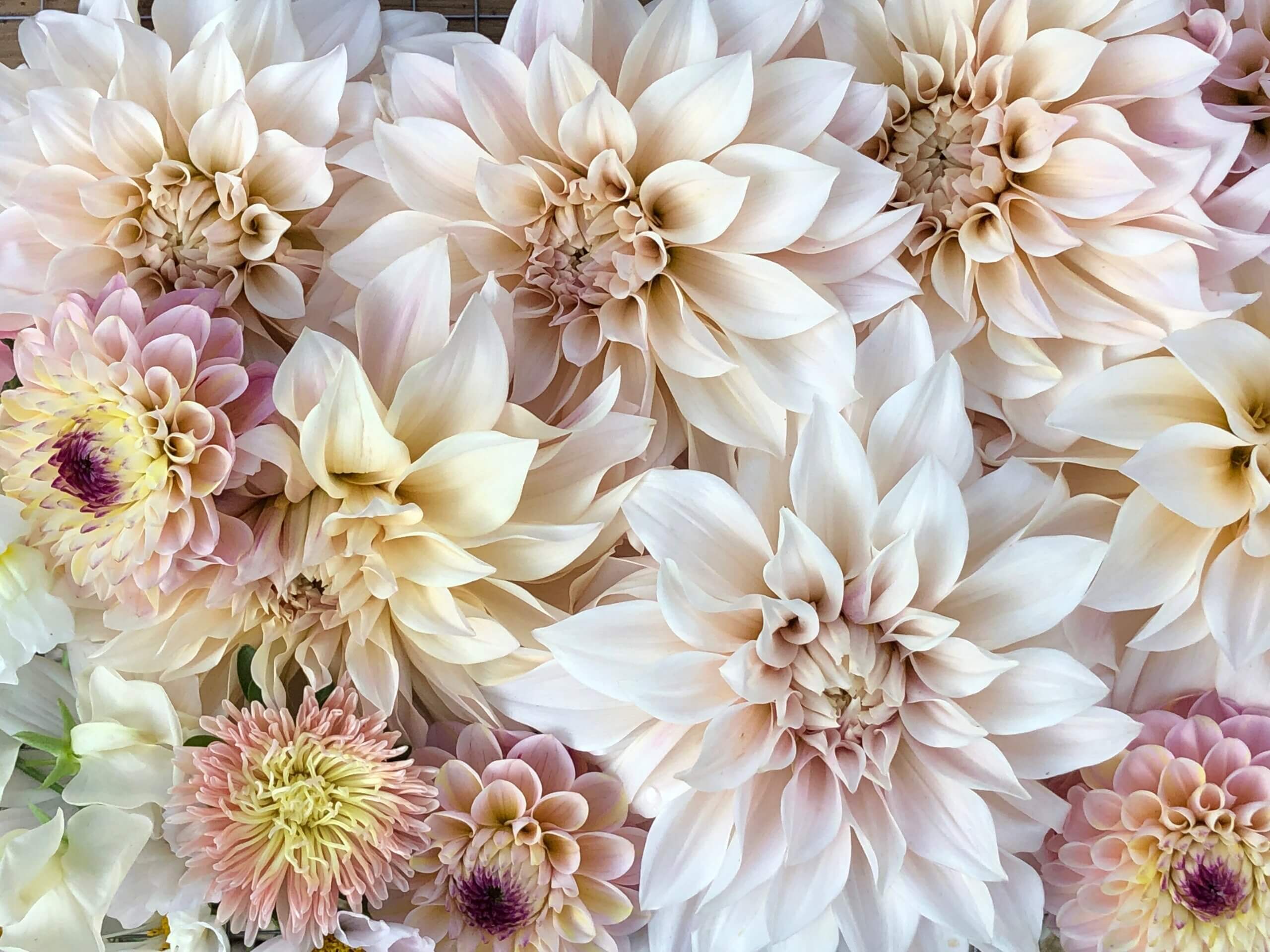 cafe au lait Dahlias and zinnias