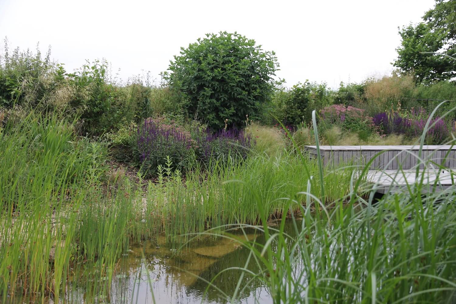 a natural swimming poool in Kingham