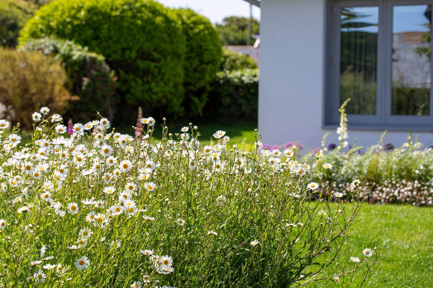 cornwall front garden planting