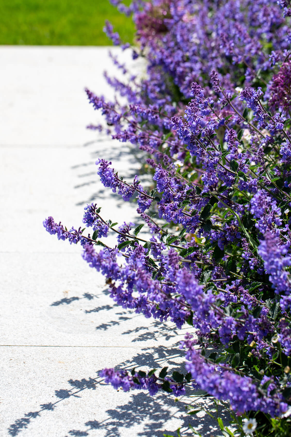 grey house in Cornwall with lavender plants in front