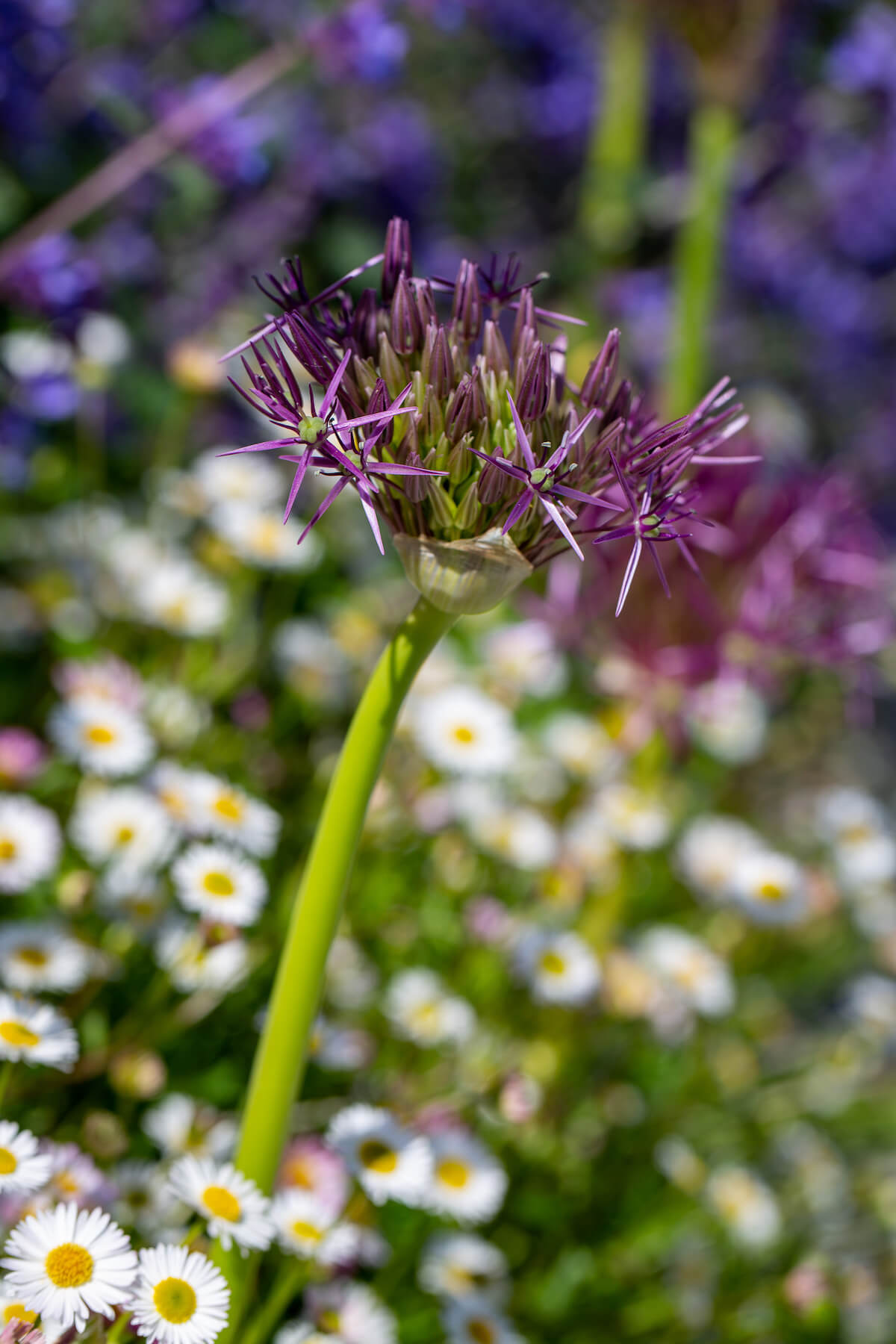 alliums in a cornwall garden