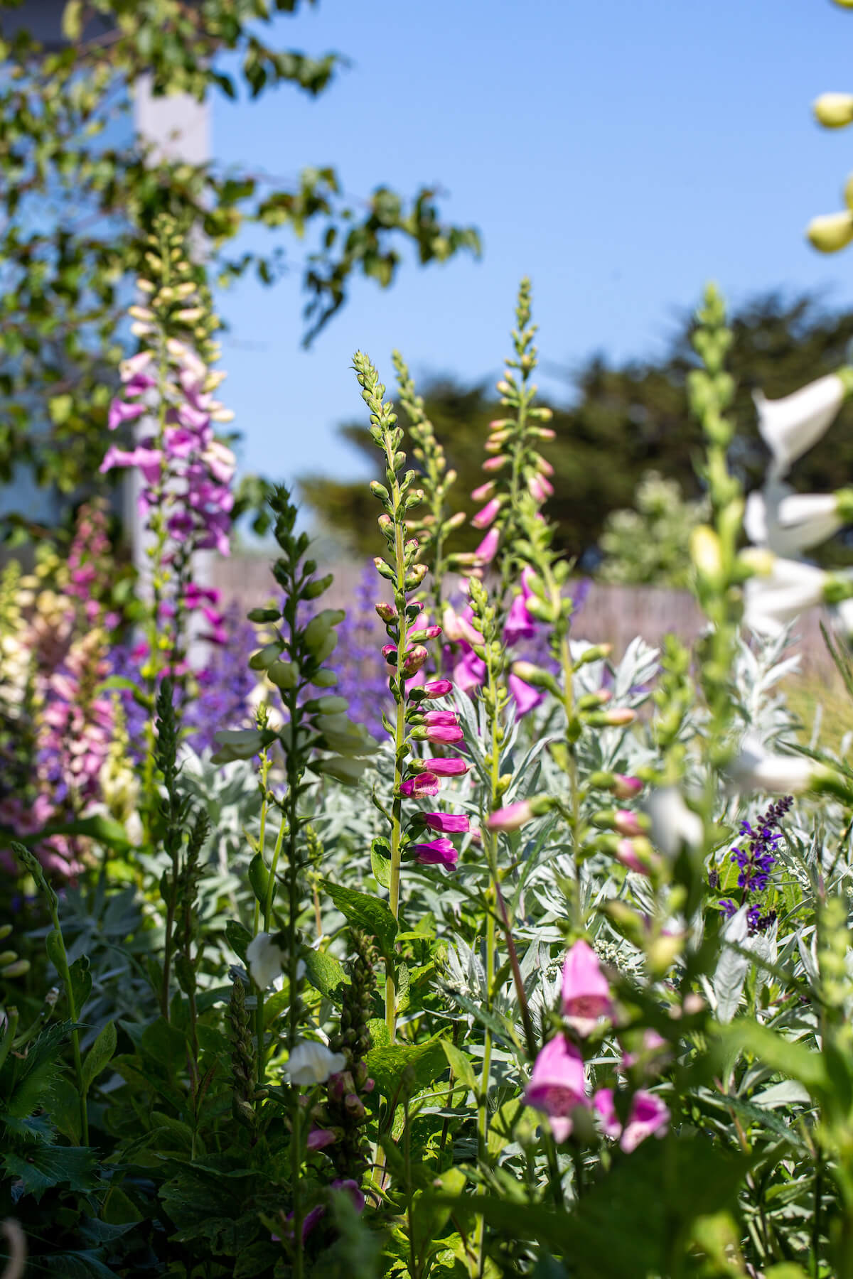 foxgloves ina Cornwall garden