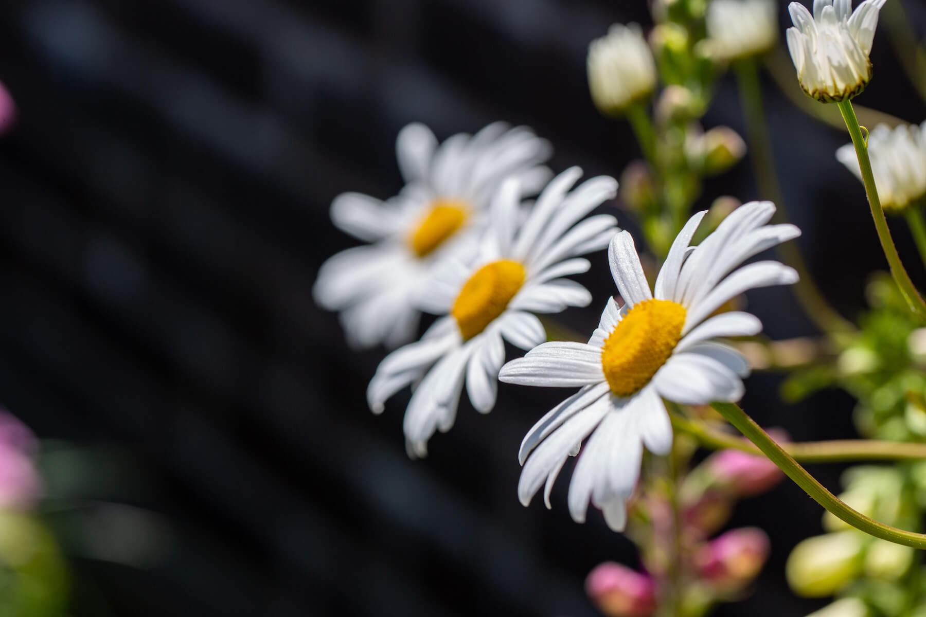 shasta daisies in a Cornwall garden