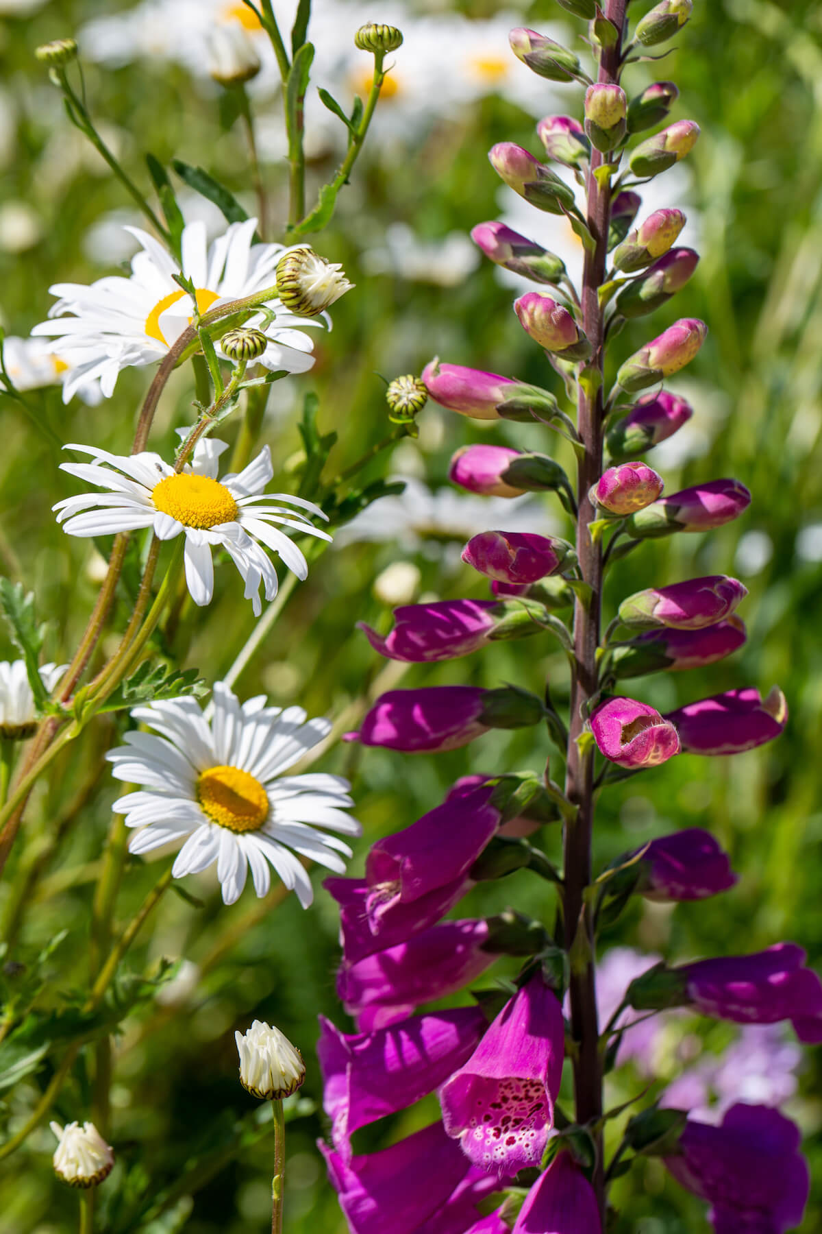 foxglove flowers and shasta daisies in a cornwall garden