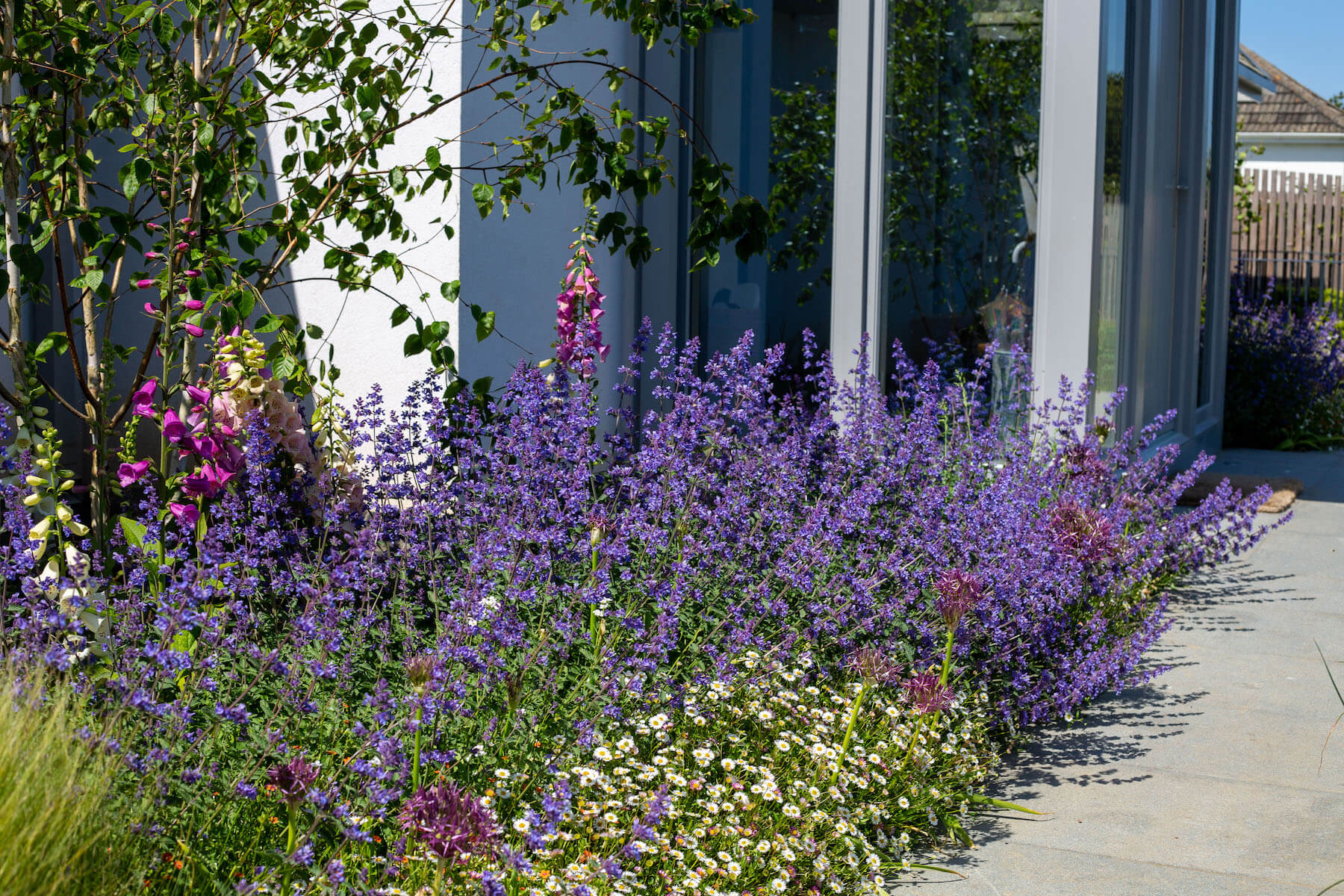 Cornwall front garden with purple and pink flowers