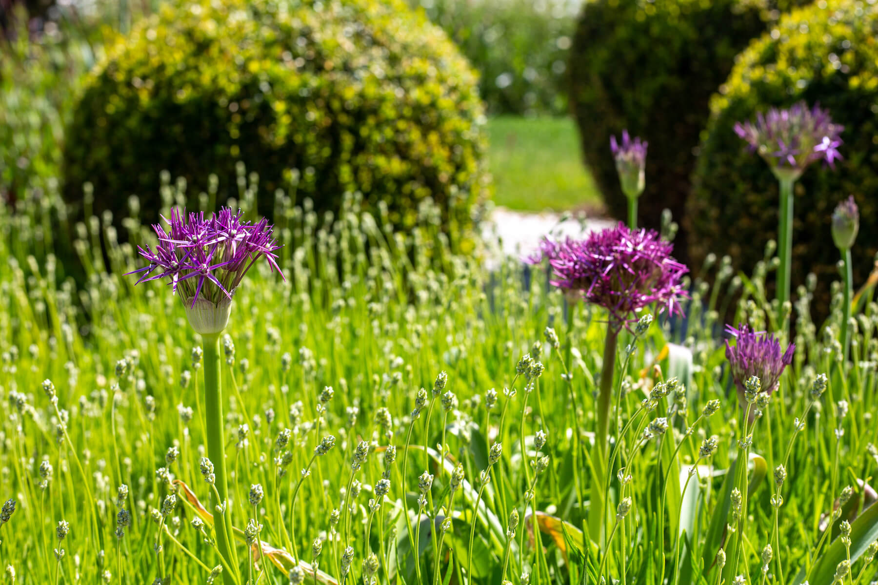 topiary lavender and allium planting in a coastal garden