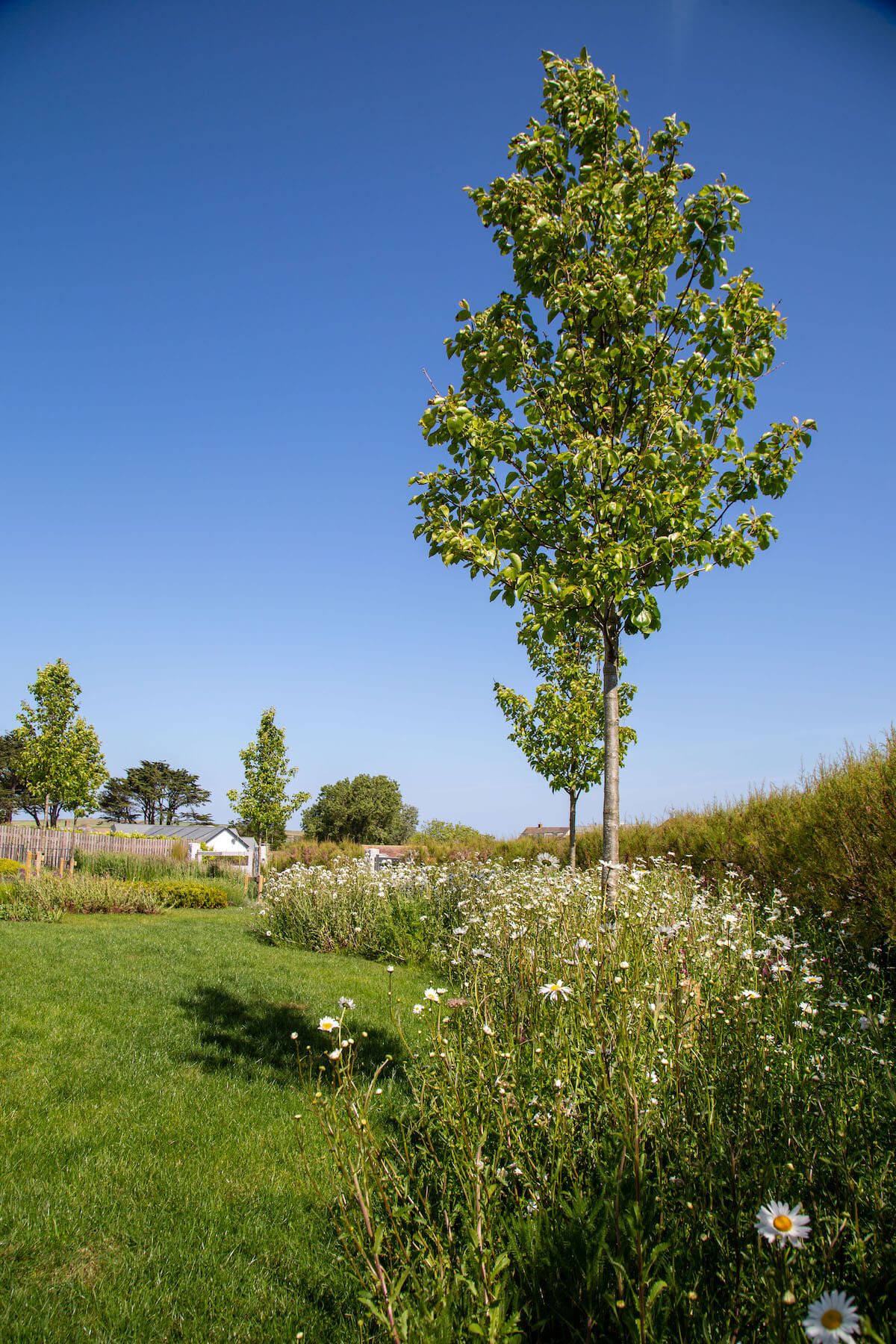 chanticleer trees in Cornwall garden