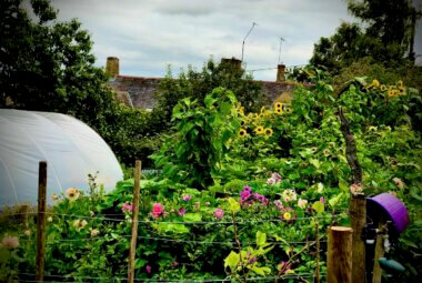 colourful productive garden