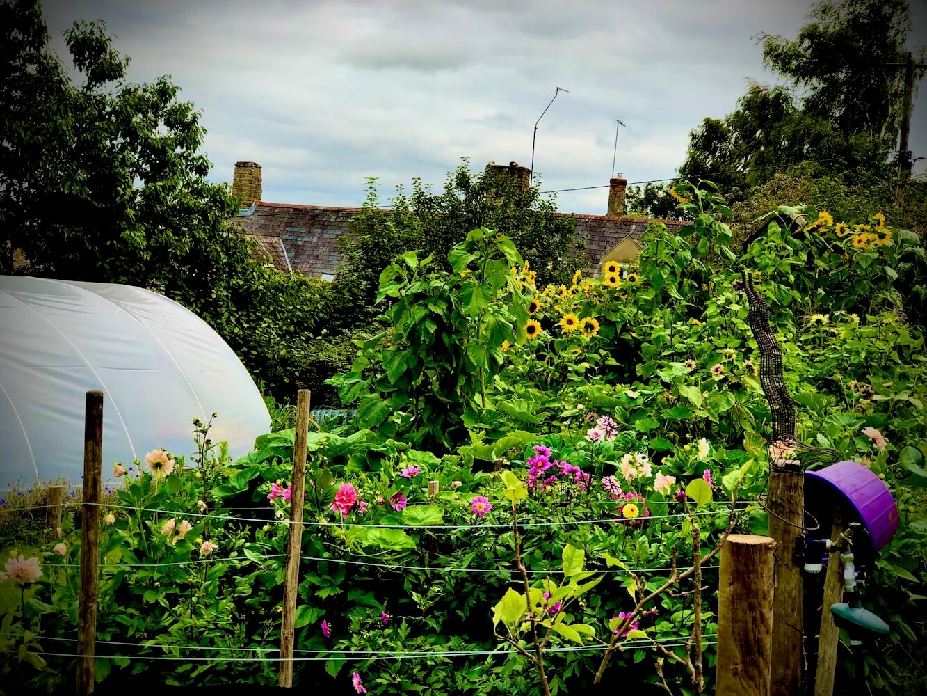 colourful productive garden