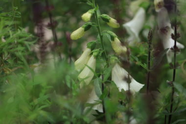 white foxglove in a designed garden