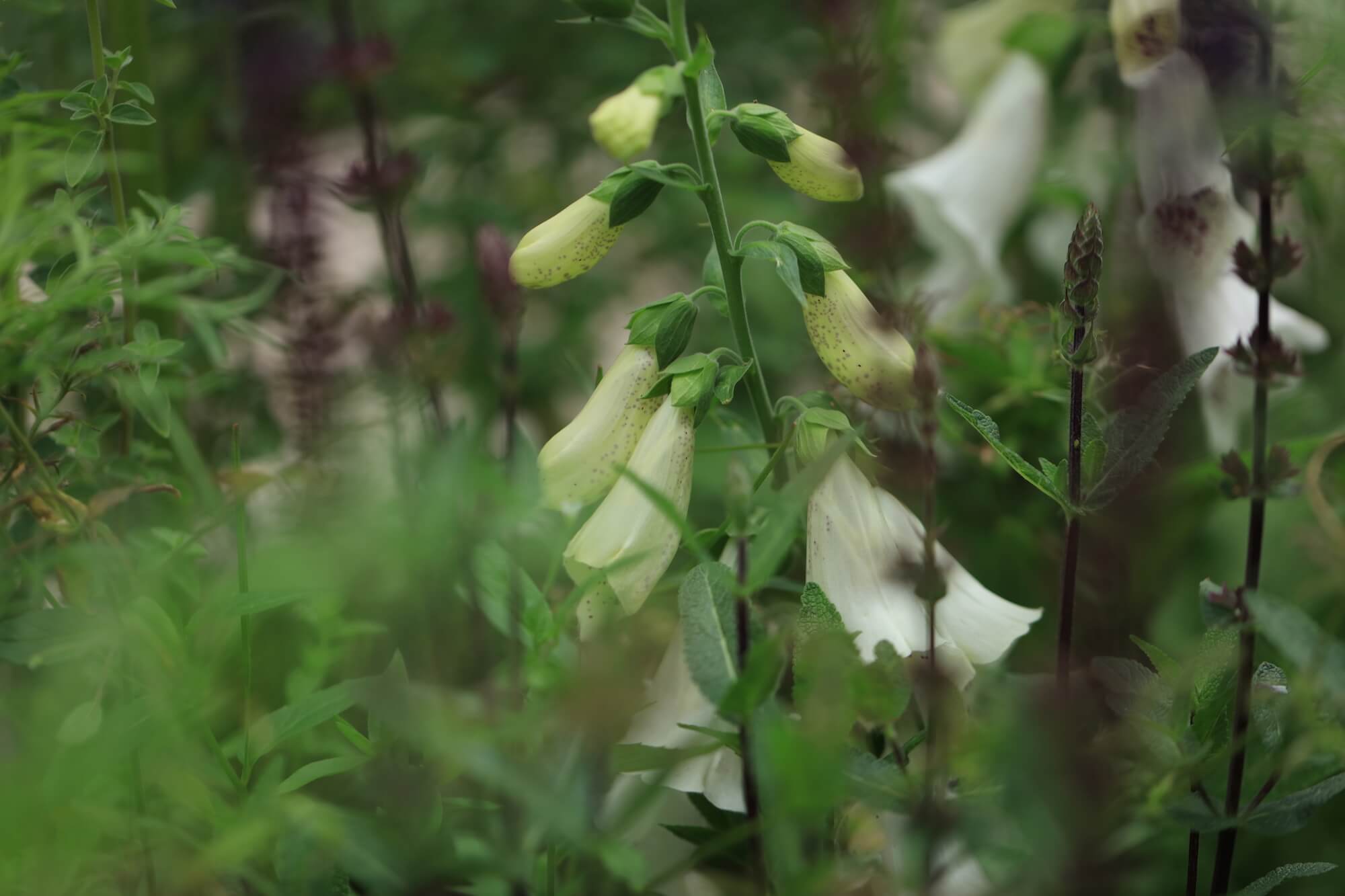 white foxglove in a designed garden