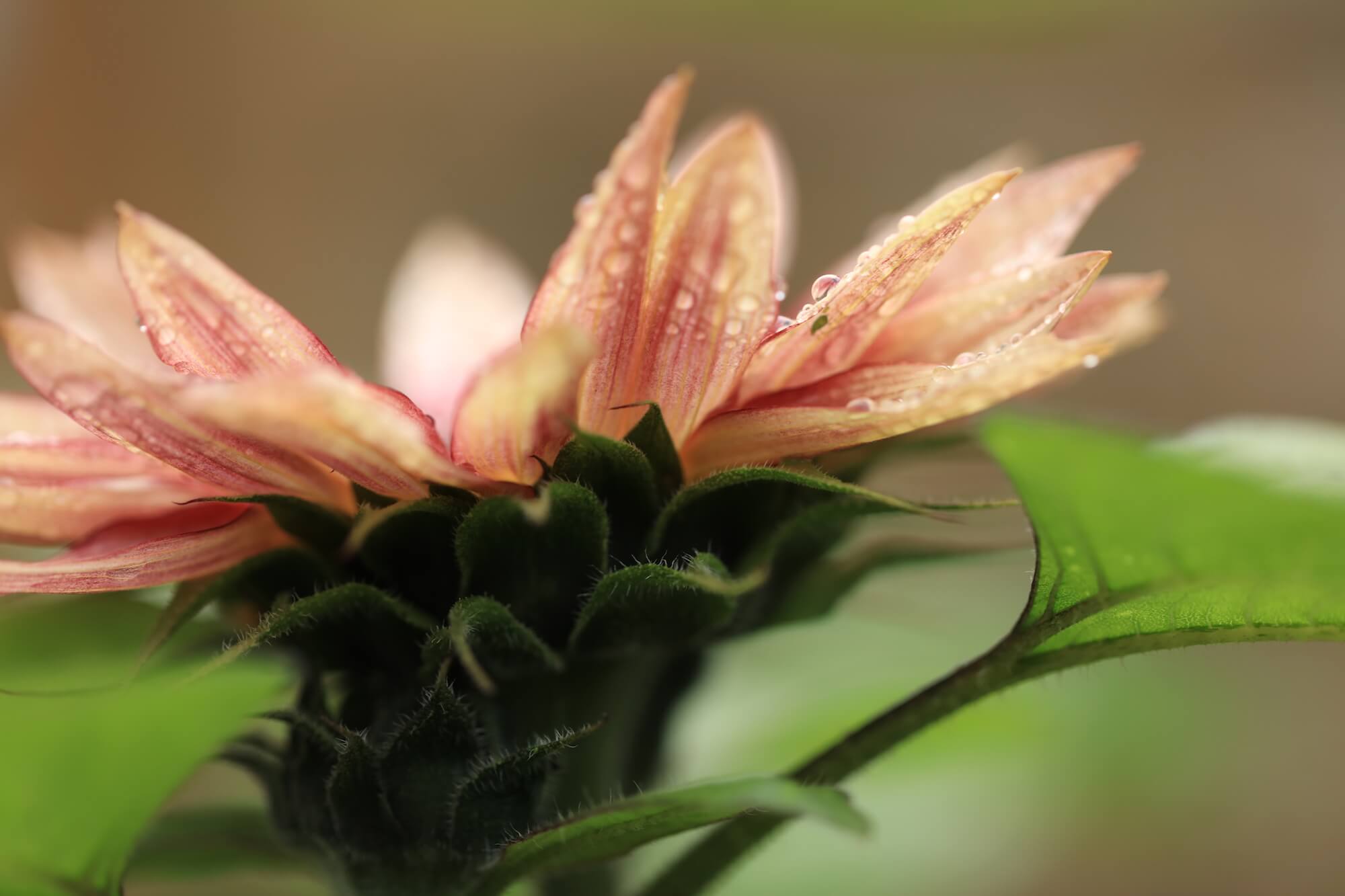 ruby eclipse sunflower