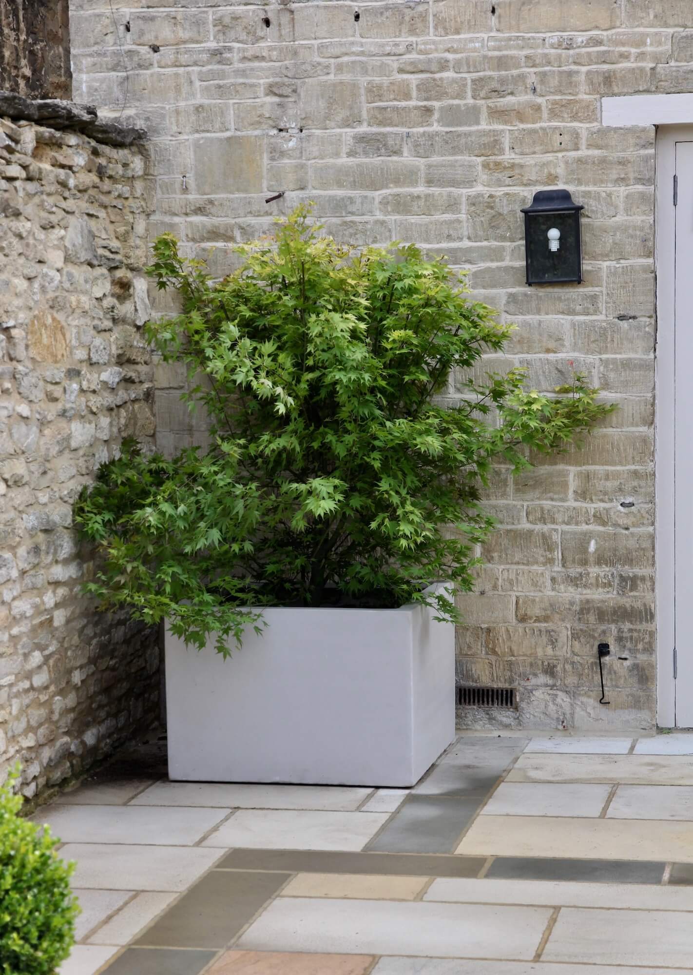 Acer tree in modern white planter on a Burford garden patio