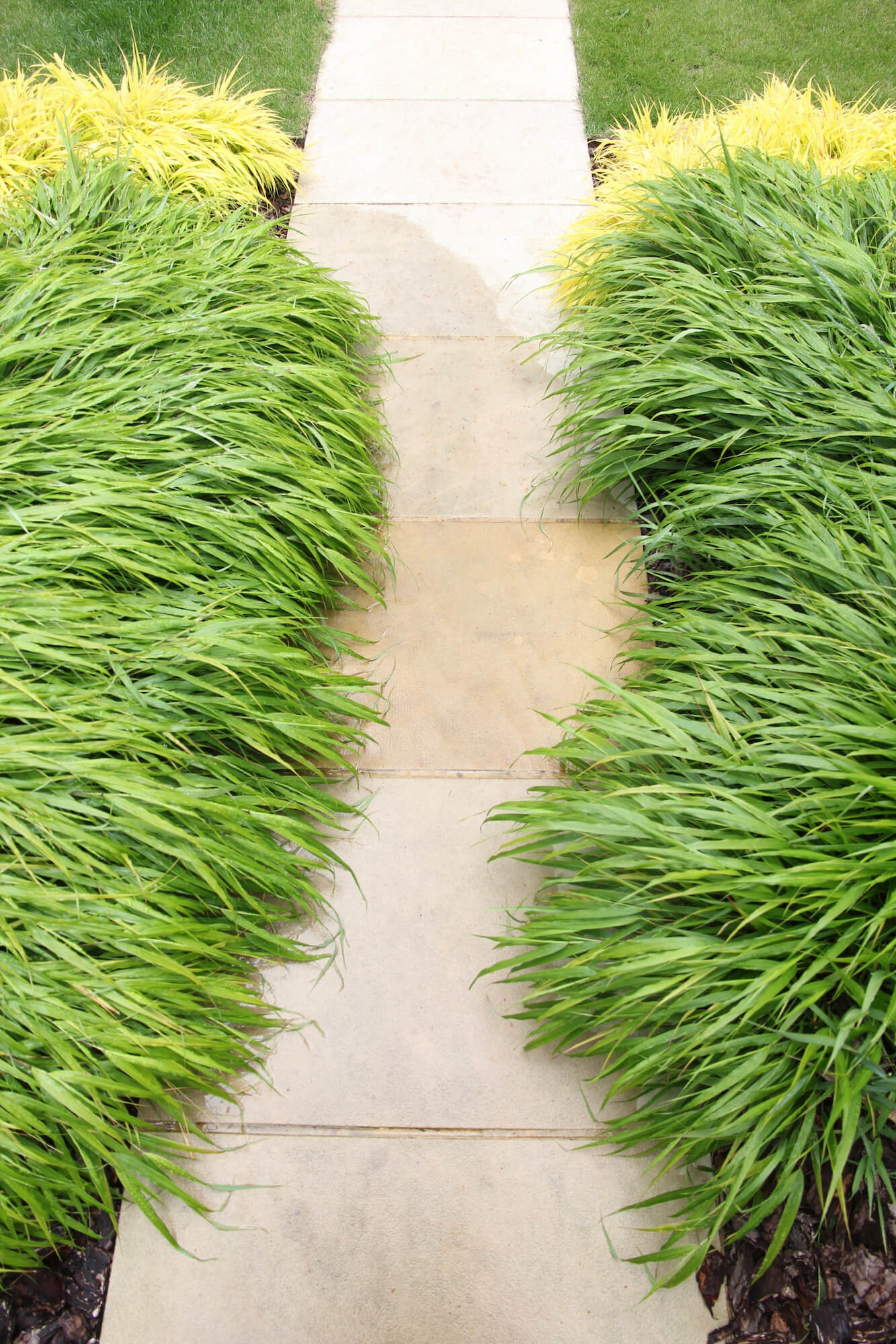 Japanese Forest grass along a path in Burford