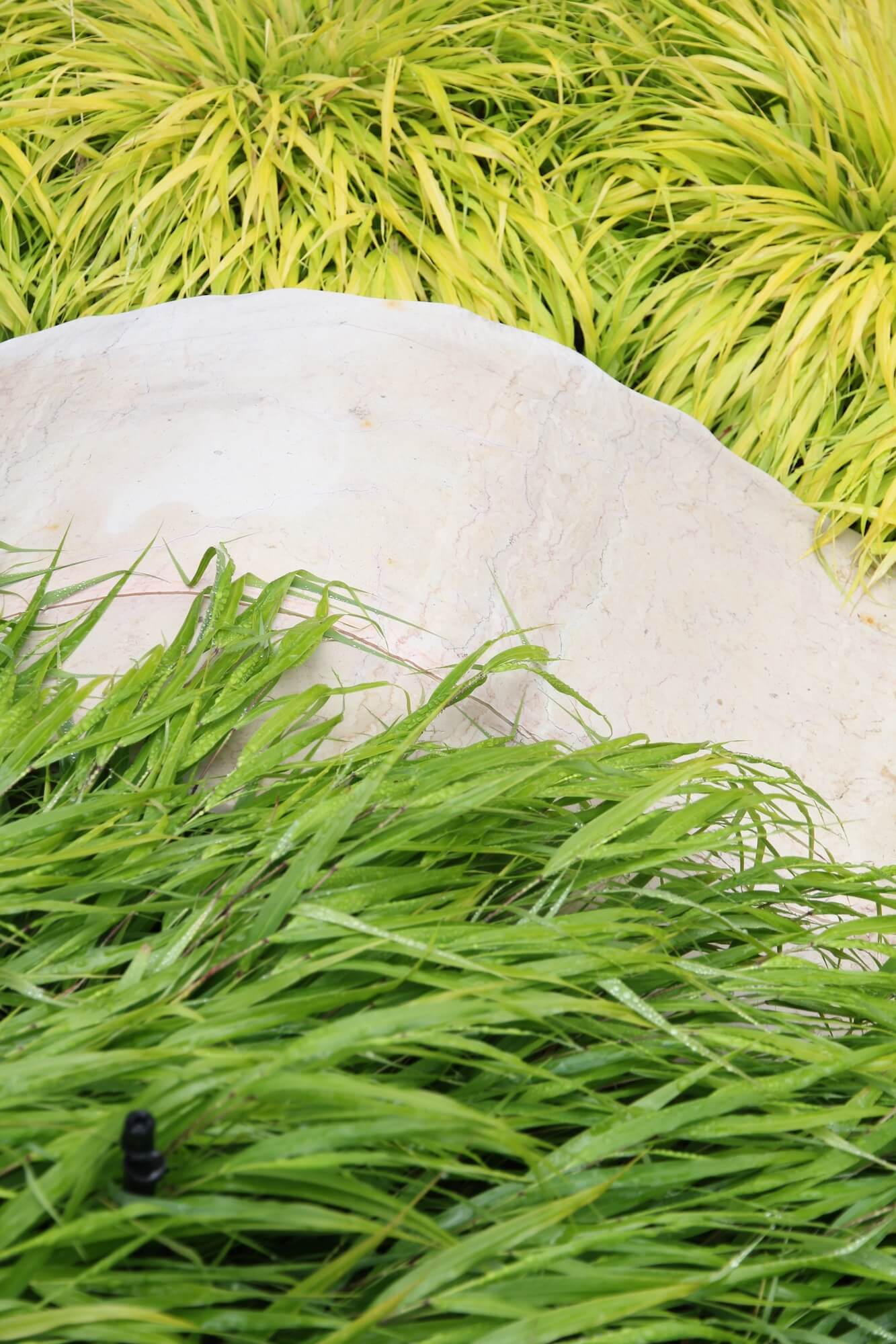 concret chaise lounge with Japanese Forest grass in a garden design for Burford