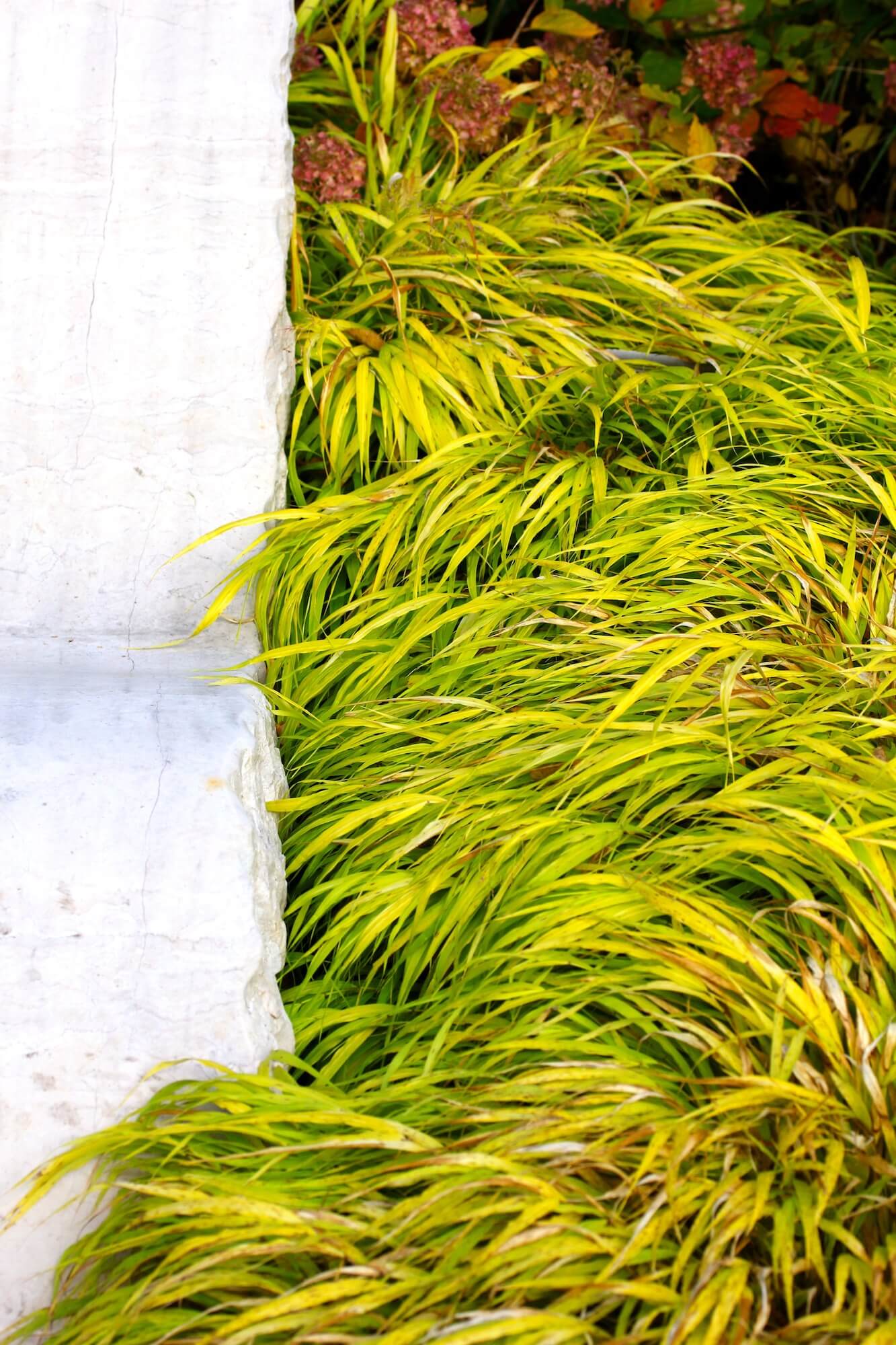 concret chaise lounge with Japanese Forest grass in a garden design for Burford