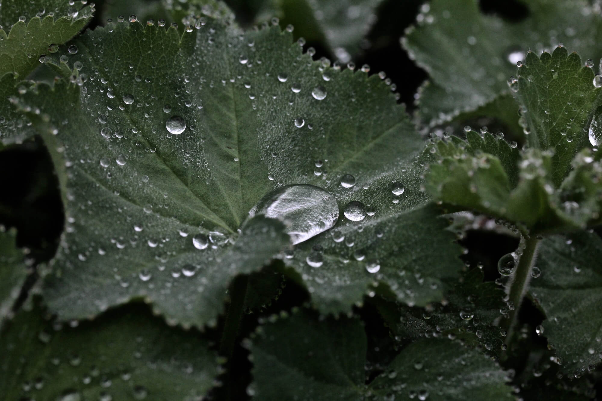 alchemical mollisols leaves with rain droplets