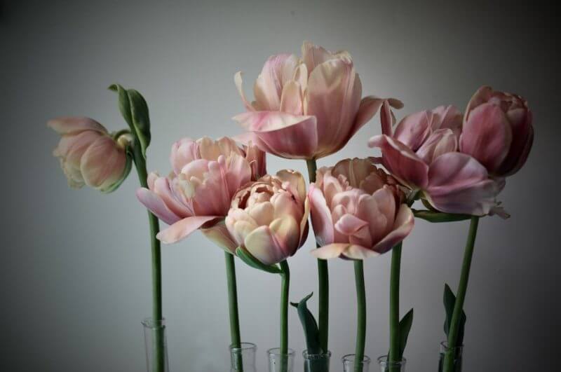 la belle époque Tulips in a garden design studio