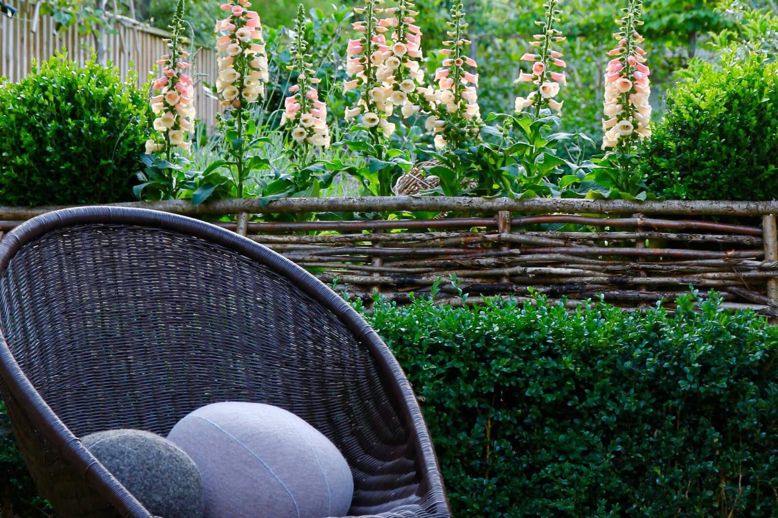 apricot foxgloves in a modern townhouse garden with pebble cushions