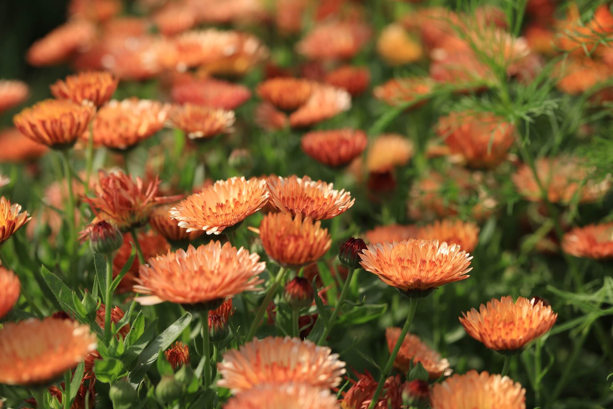 Salmon tagetes 