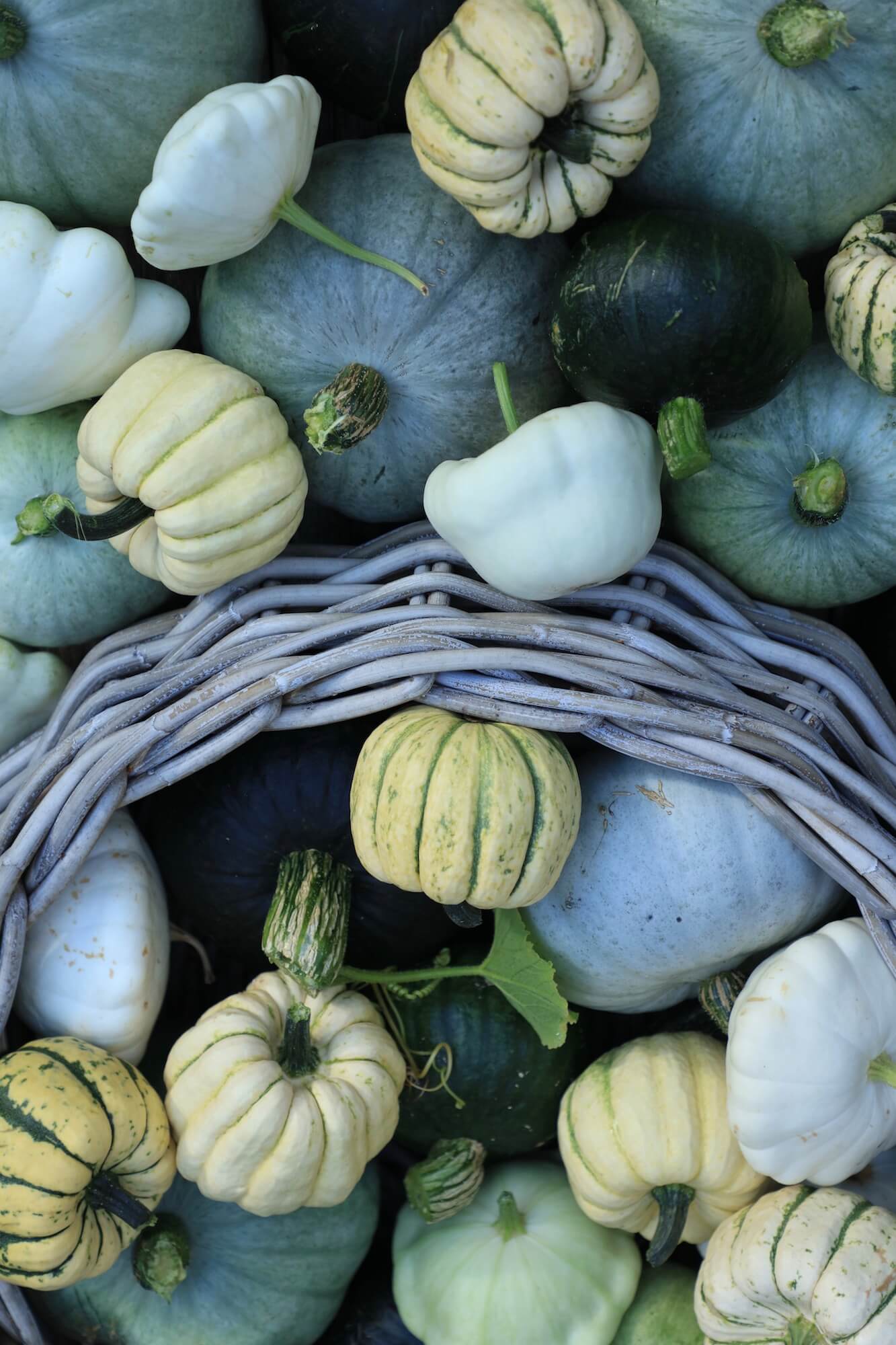 blue, grey and white small pumpkins