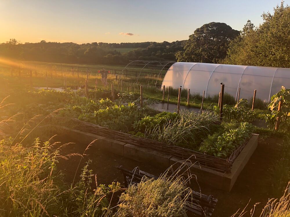Sunset over productive vegetable garden with polytunnel
