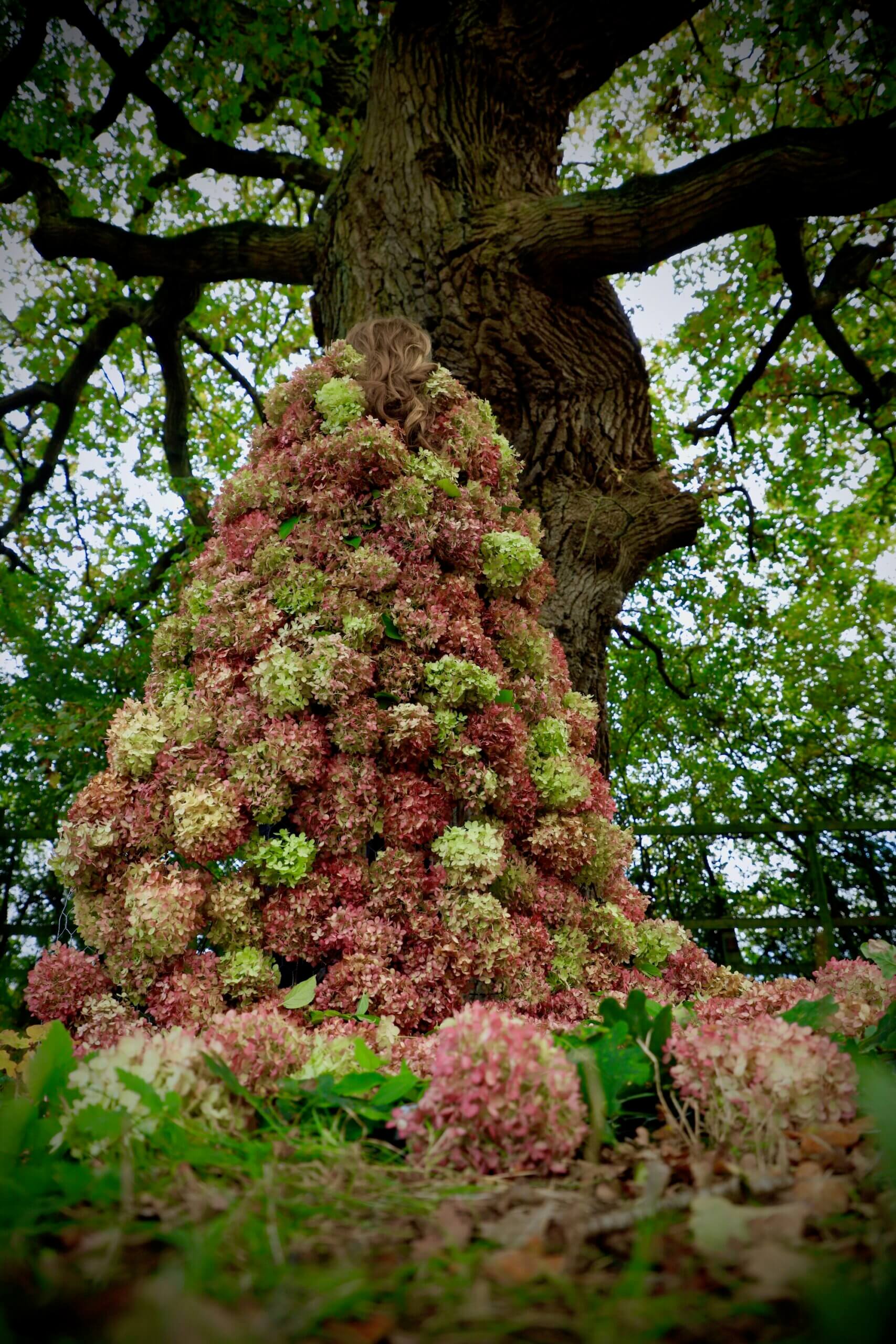 winter wonderland hydrangea cloak under a oak tree