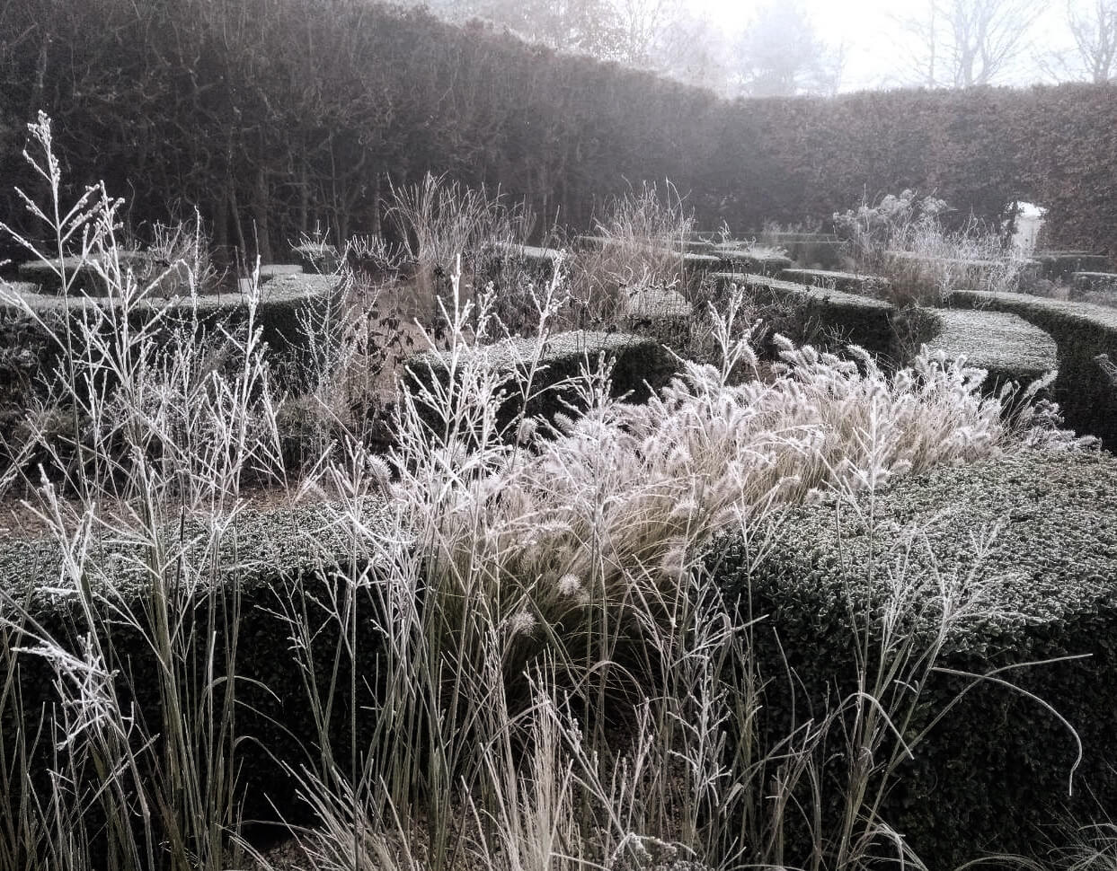 Frosty garden at far end with wintery structural foliage and grasses