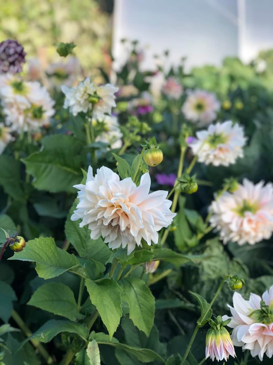 A variety of homegrown flowering plants in a homegrown cut flower garden