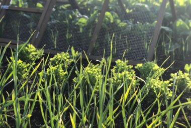 A self-sufficient vegetable patch in raised beds with a variety of produce